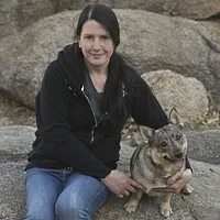 Swedish Vallhund