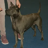 Thai Ridgeback, picture 4 of 9