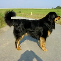 A Hovawart dog