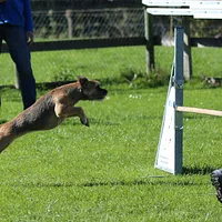 Border Terrier