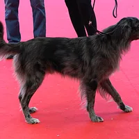 Pyrenean Shepherd, picture 3 of 4