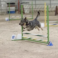 Swedish Vallhund, picture 6 of 10