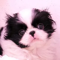 Japanese Chin, picture 6 of 7