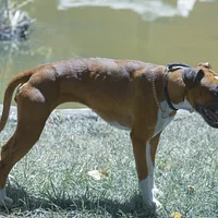 Boxer