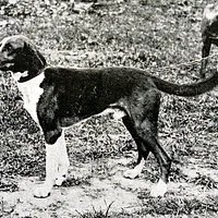 American Foxhound, picture 6 of 9