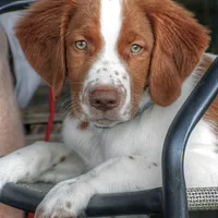 Welsh Springer Spaniel, picture 8 of 10