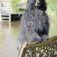Portuguese Water Dog, picture 2 of 7
