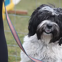 Tibetan Terrier, picture 7 of 9