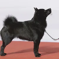 Schipperke, picture 3 of 8