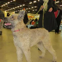 Belgian Laekenois, picture 9 of 9