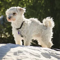 A Havanese dog
