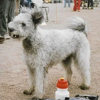 Pumi, picture 9 of 10