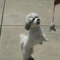 Coton de Tulear