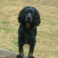 Cocker Spaniel, picture 7 of 9