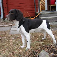 Small Munsterlander, picture 4 of 9