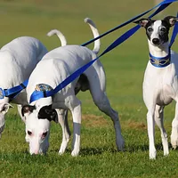 Whippet