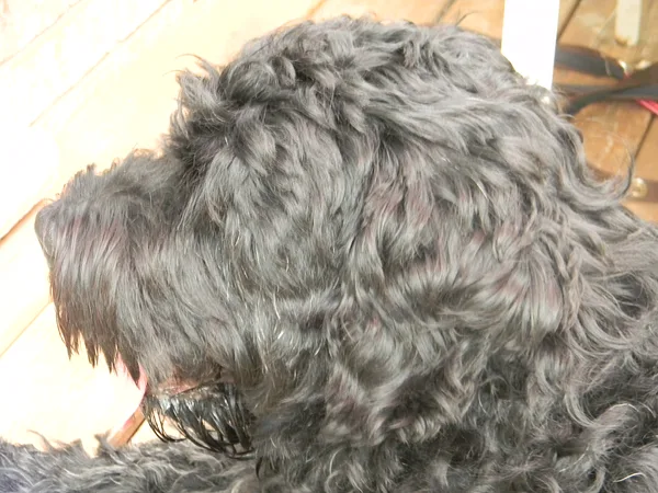 Black Russian Terrier