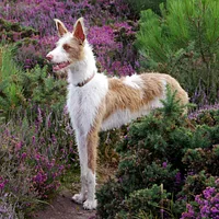 Ibizan Hound, picture 3 of 9