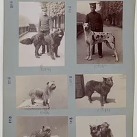 Schipperke
