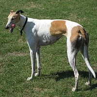 A Greyhound dog