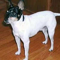 Toy Fox Terrier
