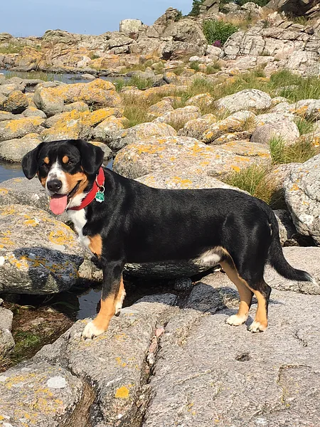 A Entlebucher Mountain Dog
