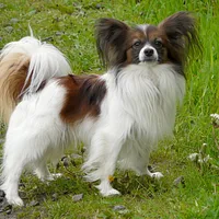 Papillon, picture 1 of 7