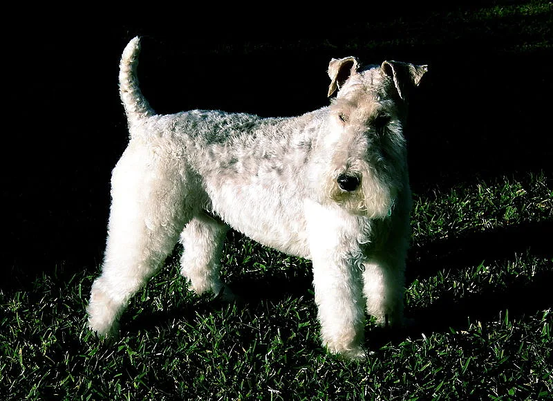 Smooth Fox Terrier dog, photographed by ATLAS IMPACT