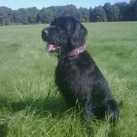 Pudelpointer, picture 3 of 6