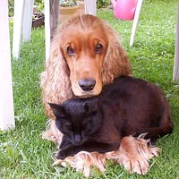 English Cocker Spaniel