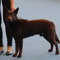 Working Kelpie