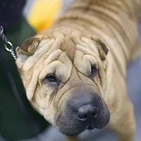 Chinese Shar-Pei