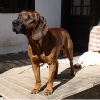 Hanoverian Scenthound, picture 4 of 9
