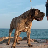 Perro de Presa Canario, picture 4 of 9