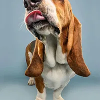 Basset Hound