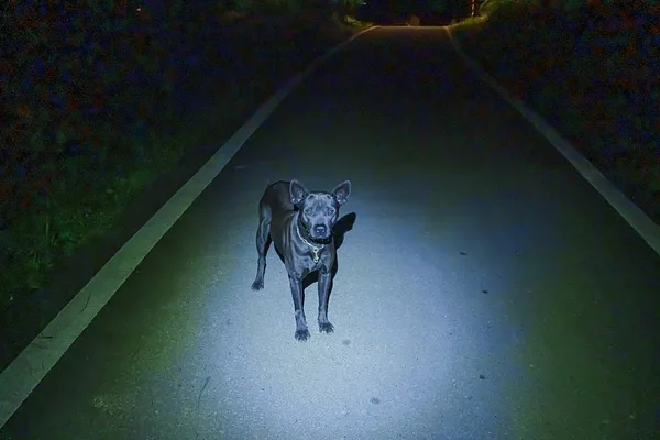 A Taiwan Dog