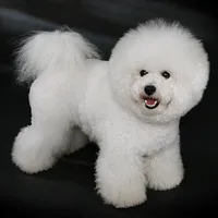 A Bichon Frise dog