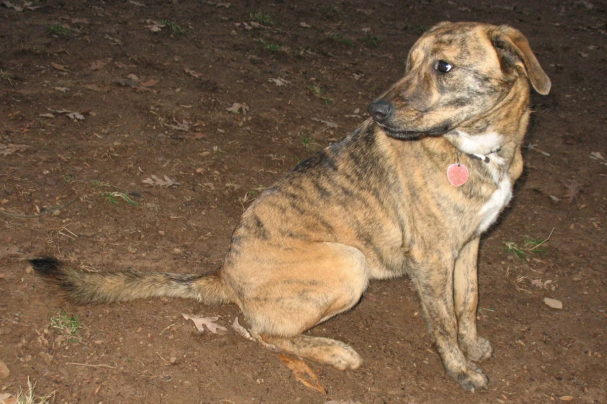 Plott dog, photographed by James Emery