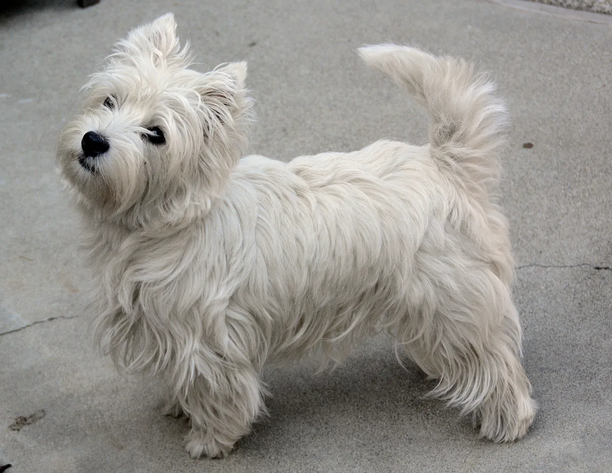 West Highland White Terrier dog, photographed by Jjc249