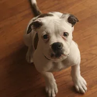 American Bulldog, picture 6 of 8