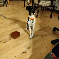Danish-Swedish Farmdog, picture 7 of 10