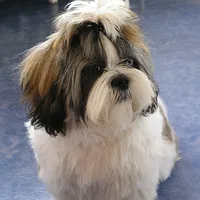Shih Tzu, picture 1 of 8