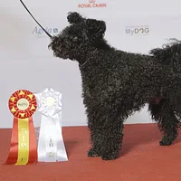 Pumi, picture 5 of 10