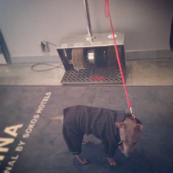 American Hairless Terrier