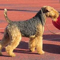 Welsh Terrier, picture 7 of 10
