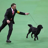 Flat-Coated Retriever