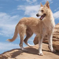 A Portuguese Podengo dog