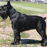 Standard Schnauzer