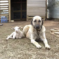 Anatolian Shepherd Dog, picture 6 of 9