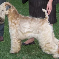 Soft Coated Wheaten Terrier, picture 4 of 8